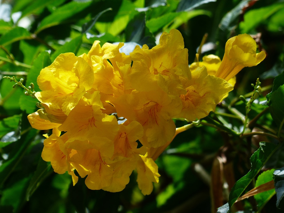 Yellow catalpa yellow trumpets shrub bignoniaceae plants