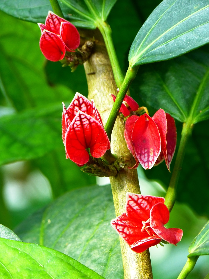 Plant red tropical