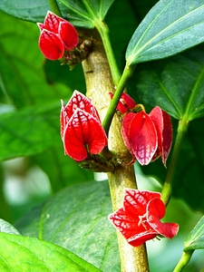 Plant red tropical