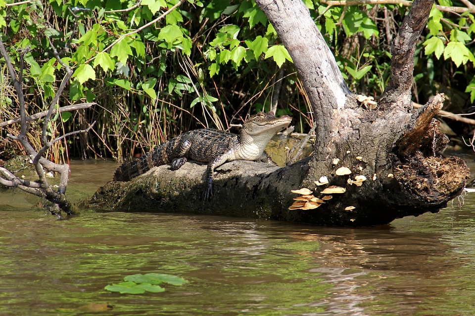 Animal crocodile louisiana