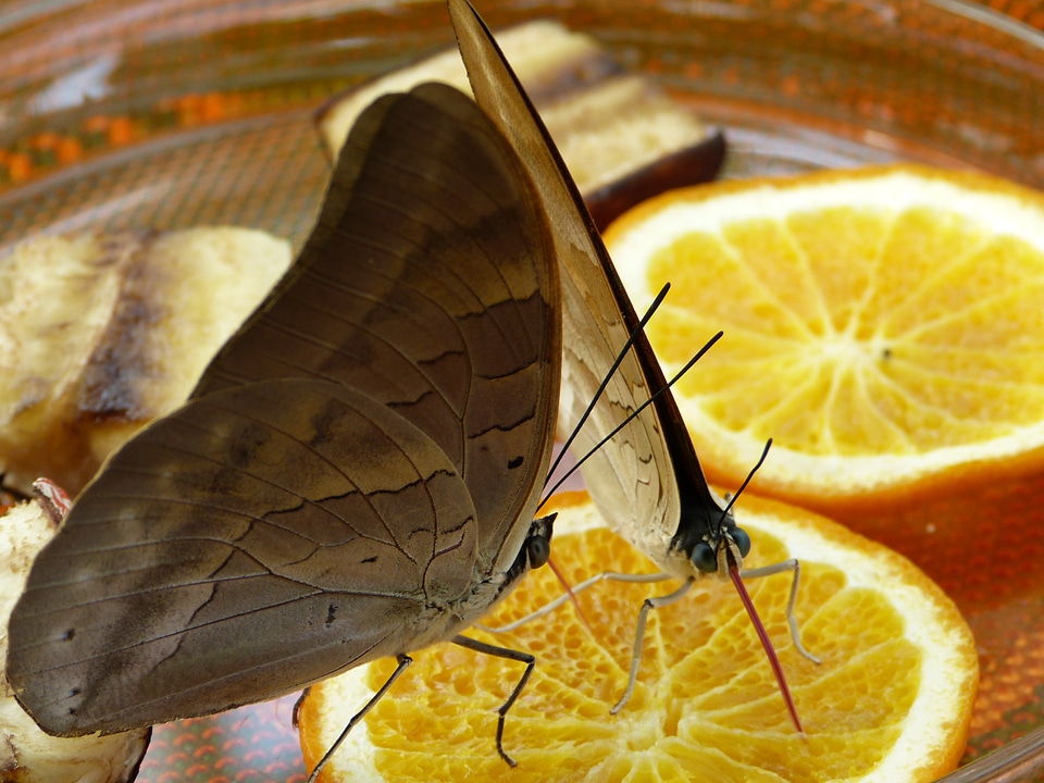 Flying insect animal