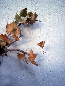 Leaves dry branch dry leaf photo
