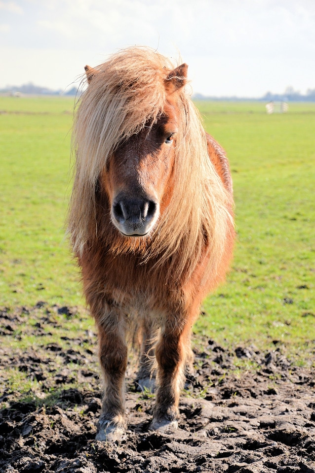 Animal stallion farm