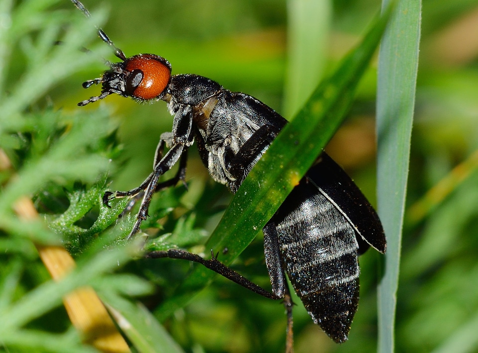 Insects beetles nero
