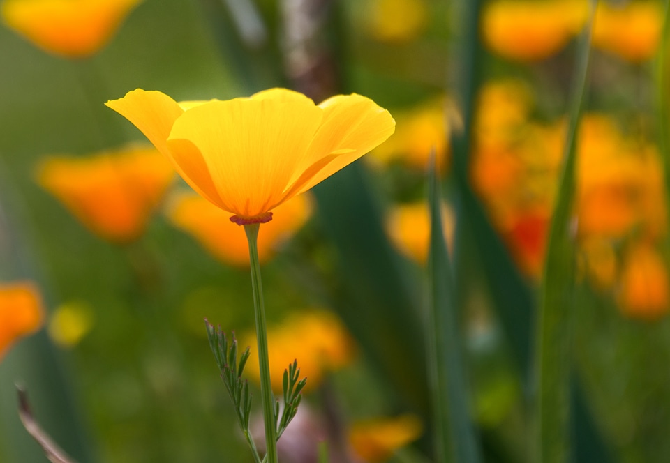 Meadow spring nature