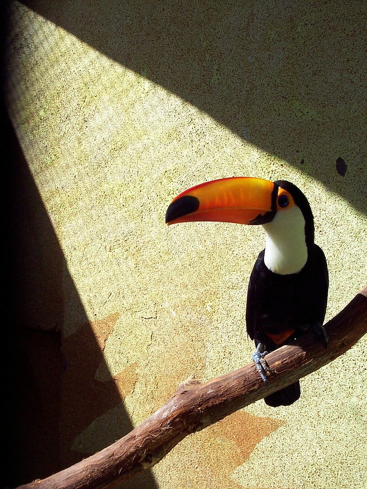 Tropical bill colorful