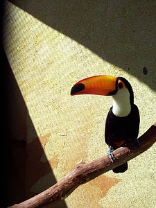 Tropical bill colorful
