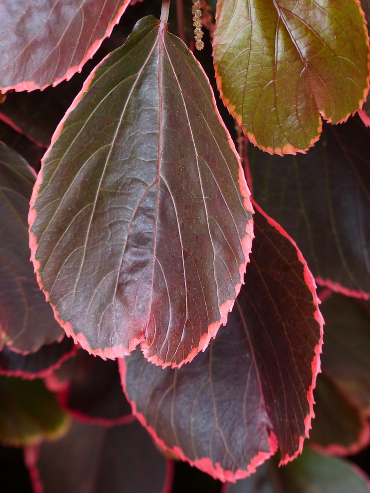 Wine red reddish acalypha wilkesiana