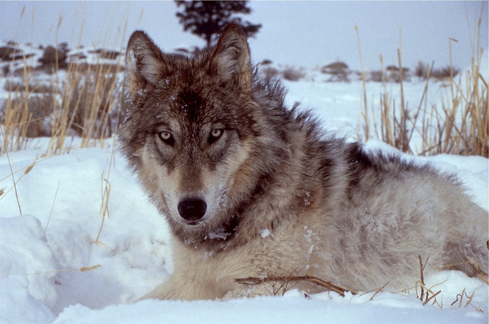 Wild canine outdoors photo