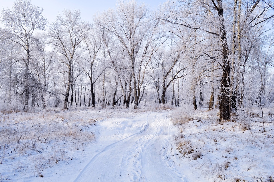 Nature trees forest