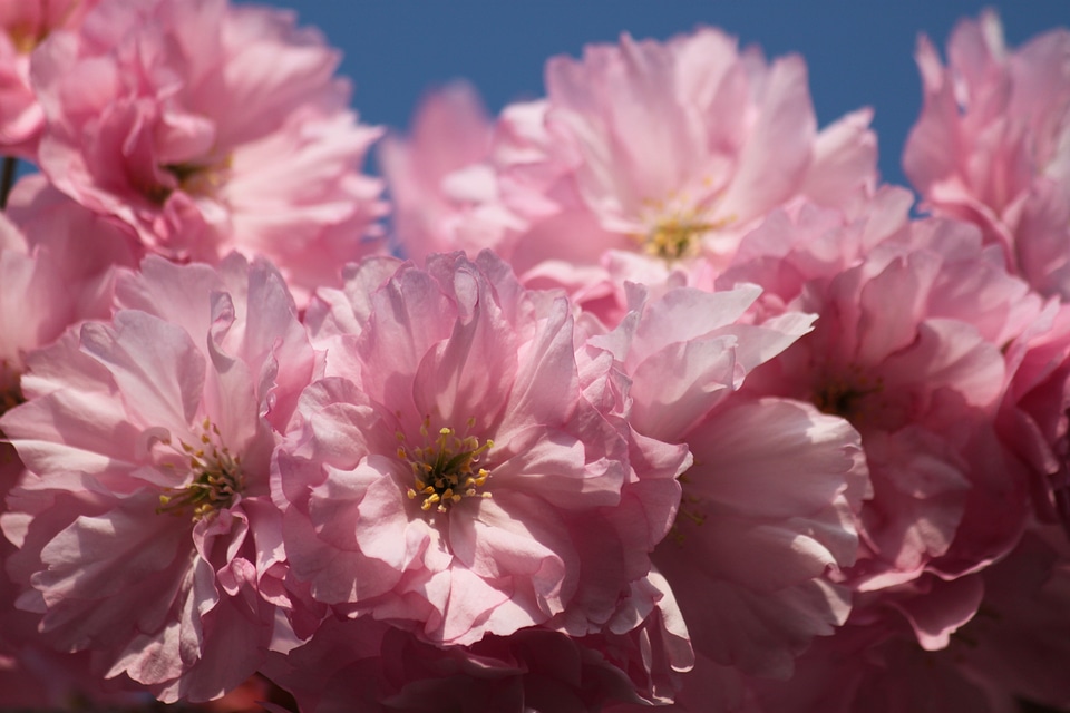 Macro garden flowers