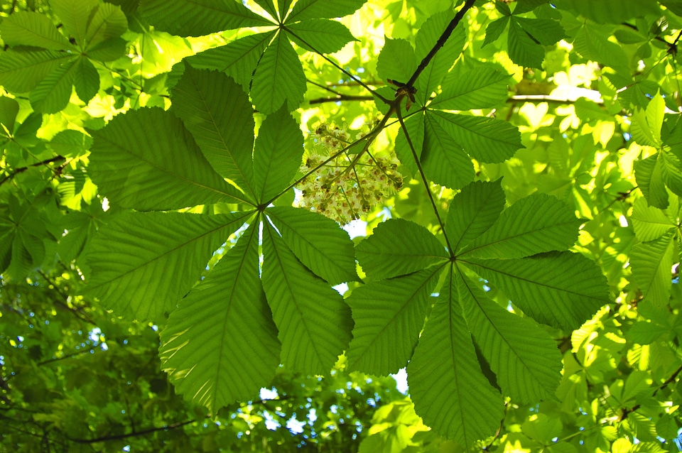 Plant natural botanical