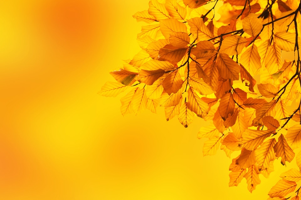 Branch background color