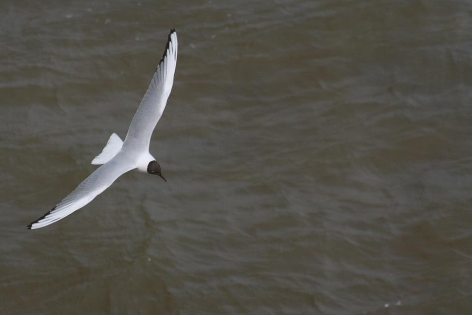 Flight sea southwold
