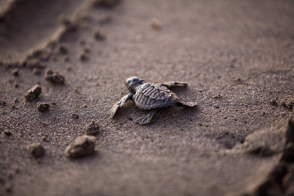 Survival beach sea life