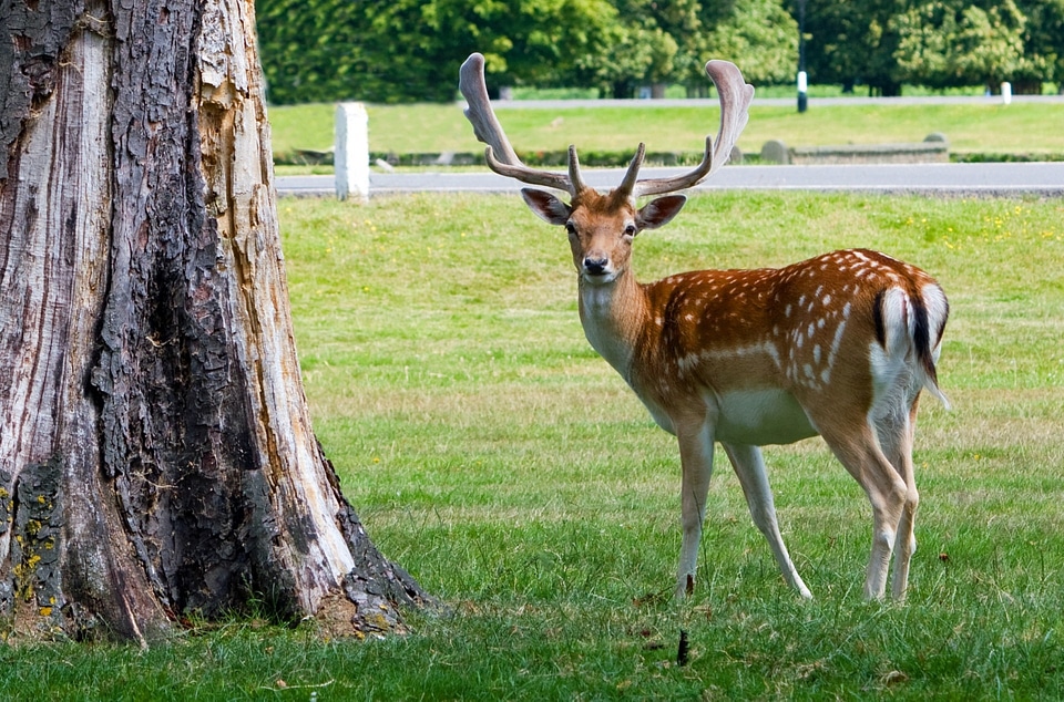 Antlers beautiful animal