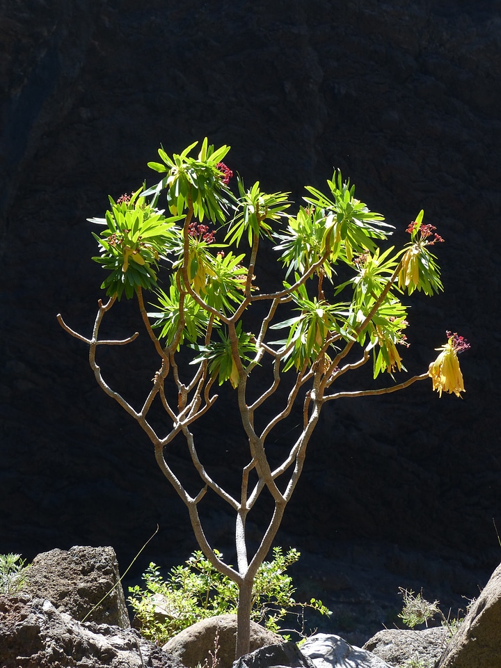 Inflorescences bush plant