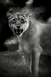 Africa lioness animal world