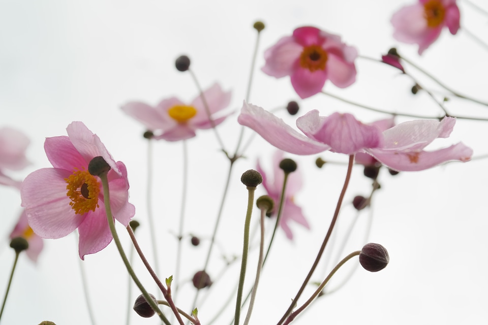 Flower fall anemone anemone hupehensis
