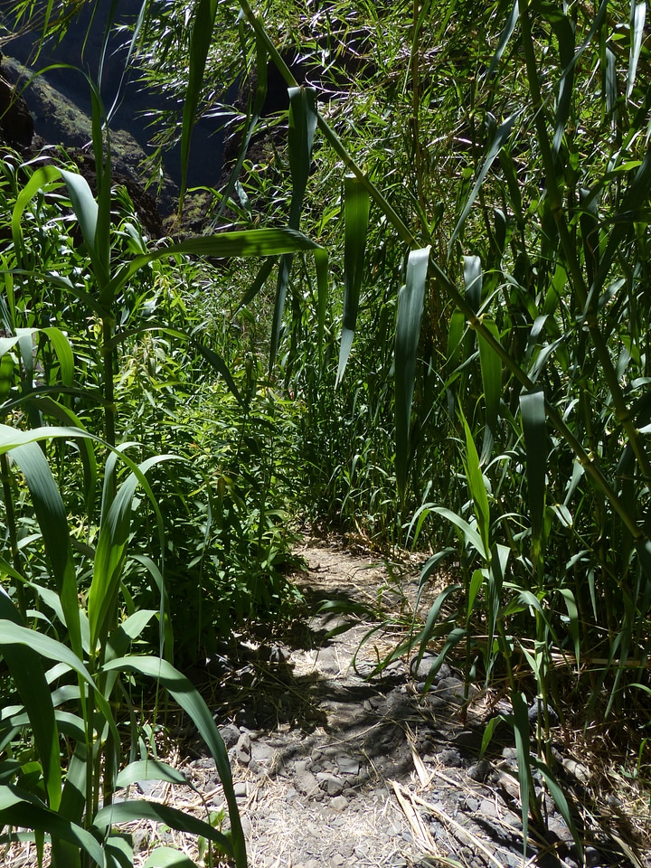 Scrub reeds schilrohrdickicht