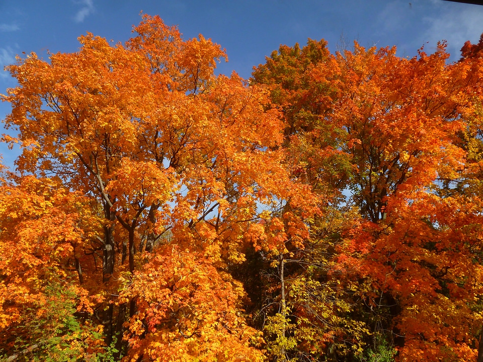 Colors leaf red