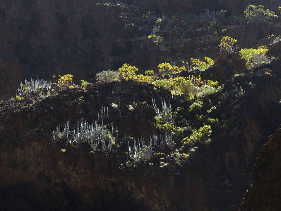 Backlighting canarian spurge plant
