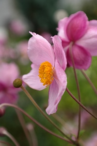 Flower fall anemone anemone hupehensis