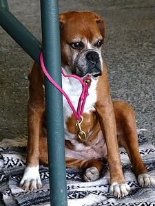 Animal patient boxer photo