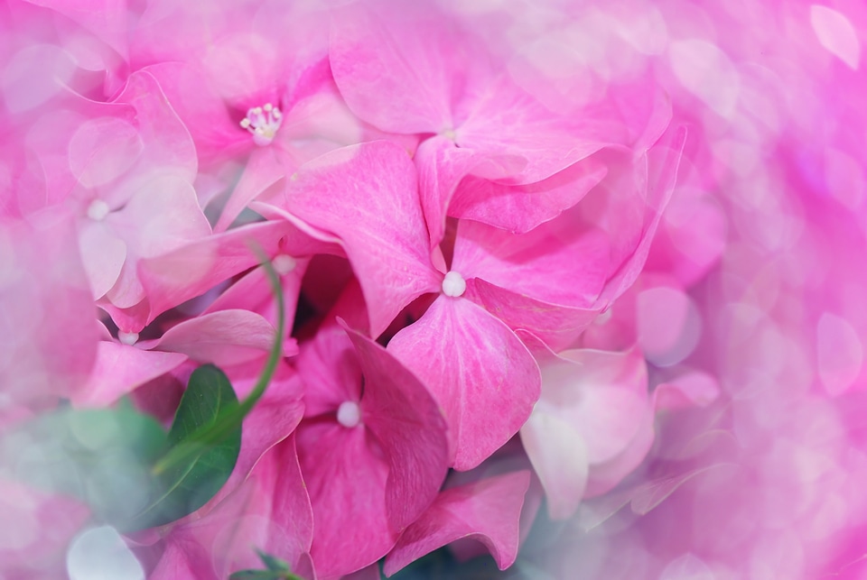 Hydrangea balcony balcony plant photo