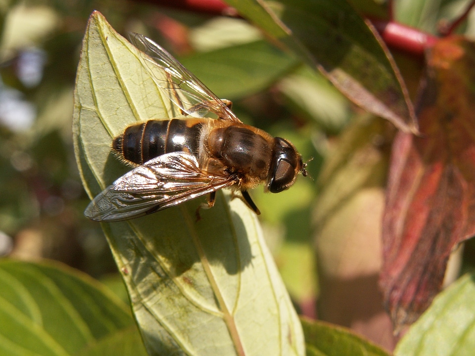 Insect bush macro