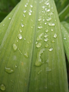 Foliage nature drop