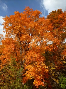 Orange fall forest