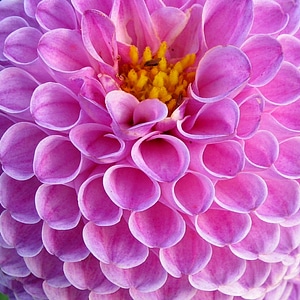 Plant nature dalia