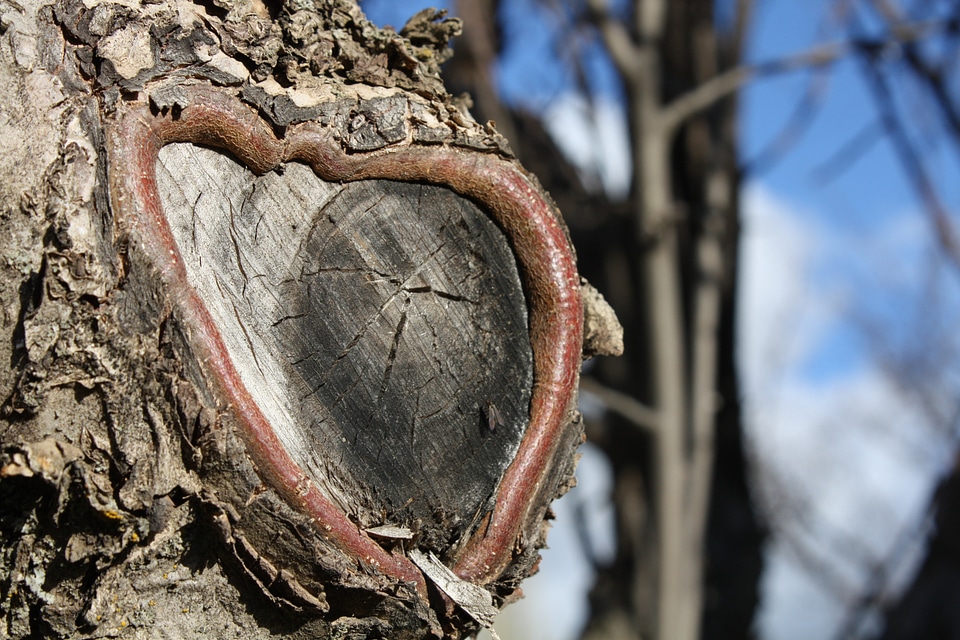 Tree summer heart