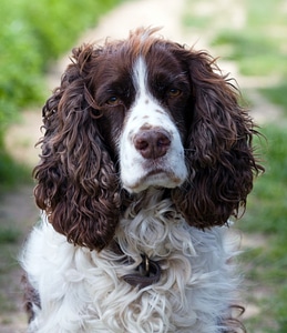 Spaniel springer spaniel english springer spaniel photo