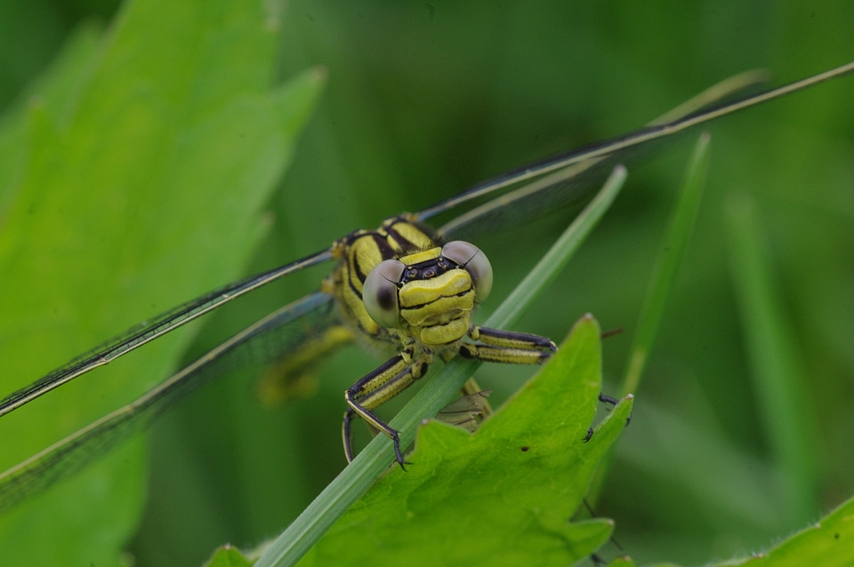 Yellow dragonfly close up macro