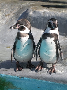 Penguins animals birds