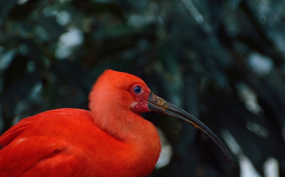 Nature wildlife exotic