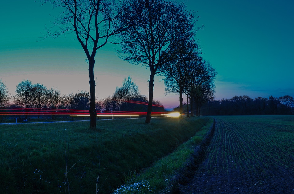 Nightfall evening trees