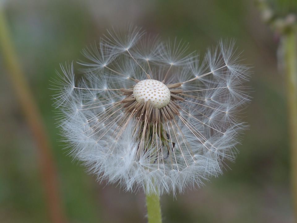 Taraxacum sect ruderalia taraxacum composites