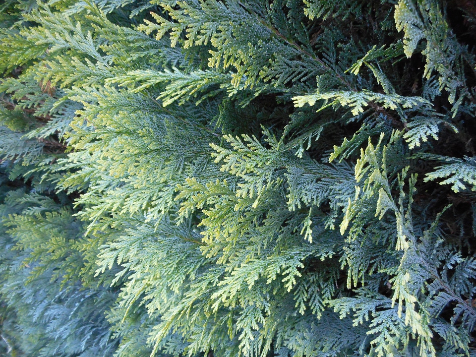 Needles green plant