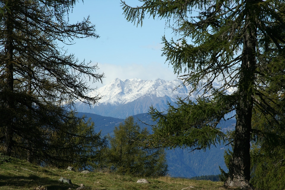 Rock forest tyrol