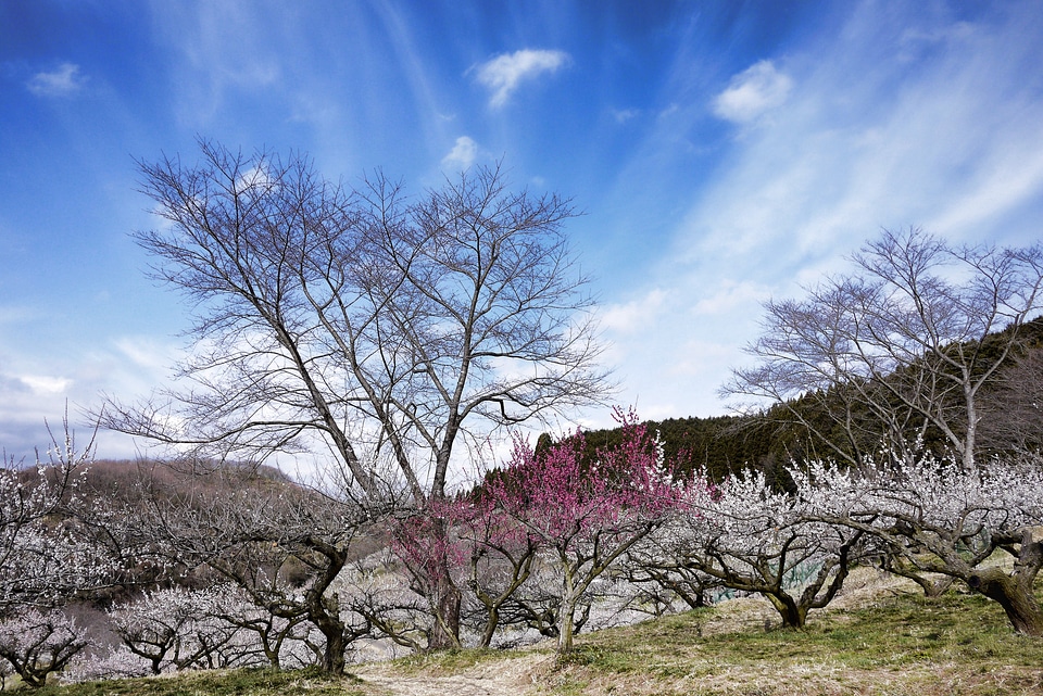 Sky plum blossoms white flowers