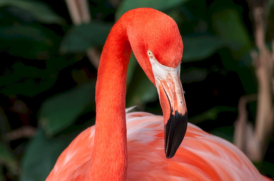 Zoo animal bird photo