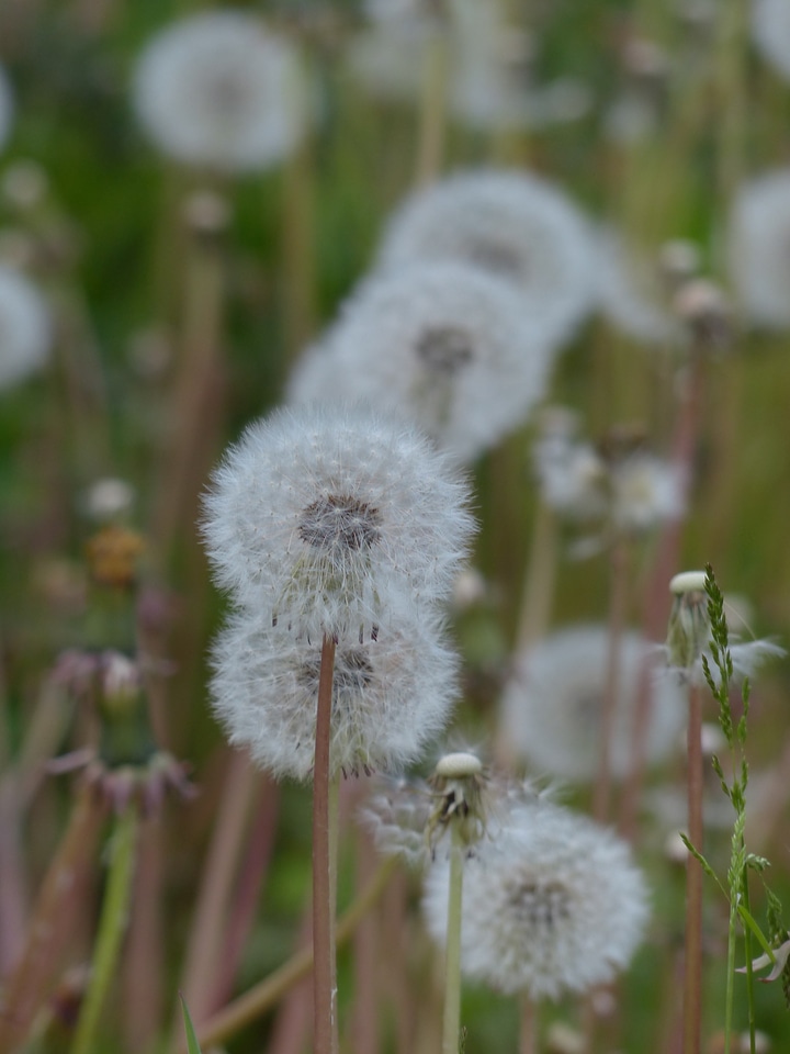 Taraxacum composites asteraceae