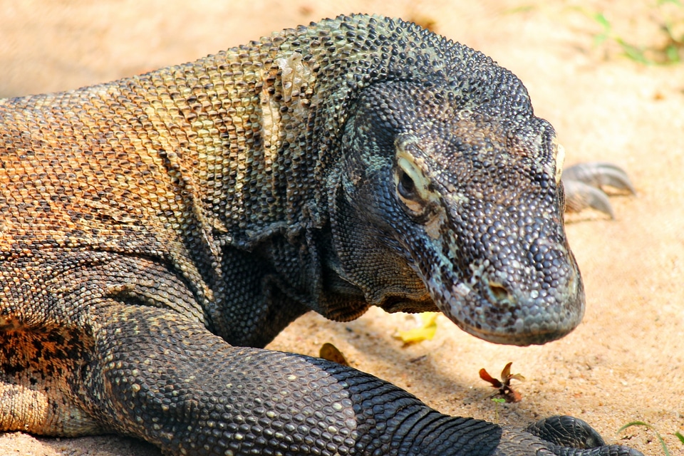 Nature creature dragon