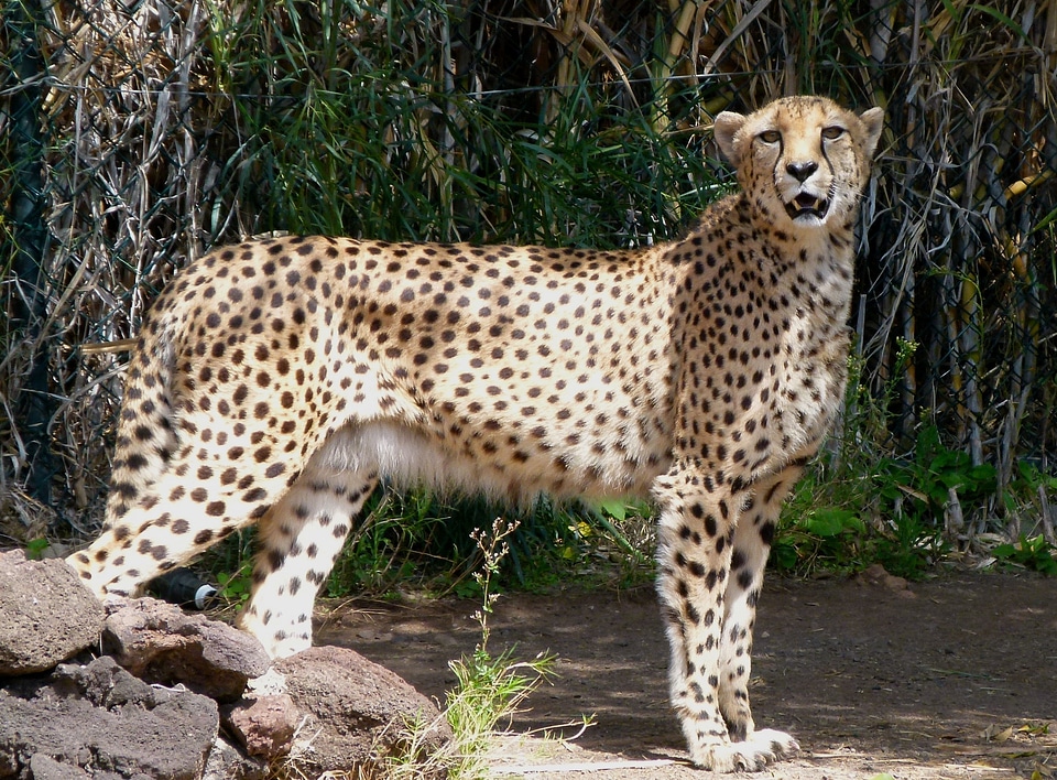 Spots beautiful wildlife