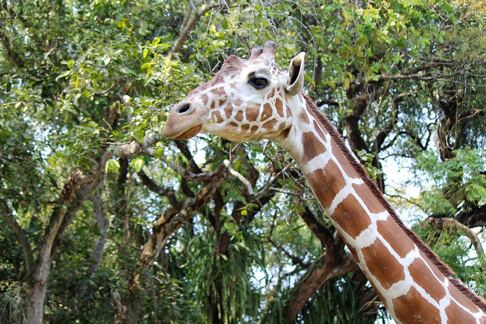 Animal big cute