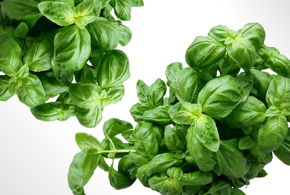Mediterranean leaves plant