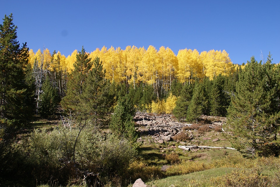 Landscape fall autumn